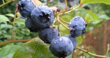 Cistite: prevenirla e curarla con il cranberry
