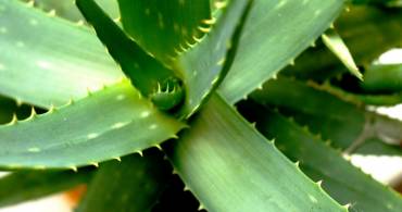 I benefici dell’aloe