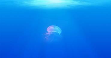 Inconvenienti estivi: come agire sulle punture di medusa